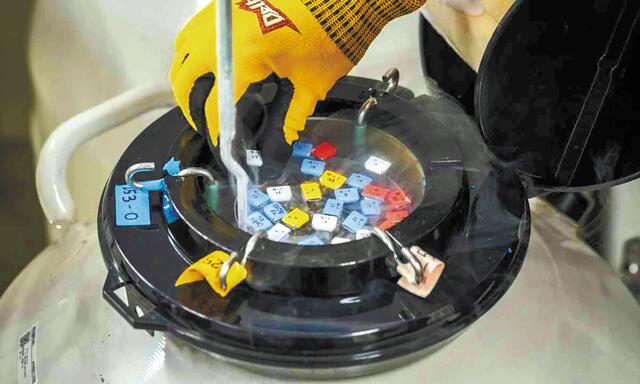 Σπέρμα δότη με μετάλλαξη TP53: Τι έλεγχοι γίνονται στην Ελλάδα και πόσοι είναι οι απόγονοι ανά δότη