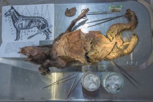 Ένα λυκόπουλο έλυσε το μυστήριο: Το γεύμα του αποκάλυψε γιατί εξαφανίστηκε ο τριχωτός ρινόκερος