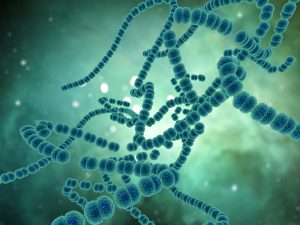 Συναγερμός για τον ανθεκτικό μύκητα Candida auris – Εξαπλώνεται παγκοσμίως