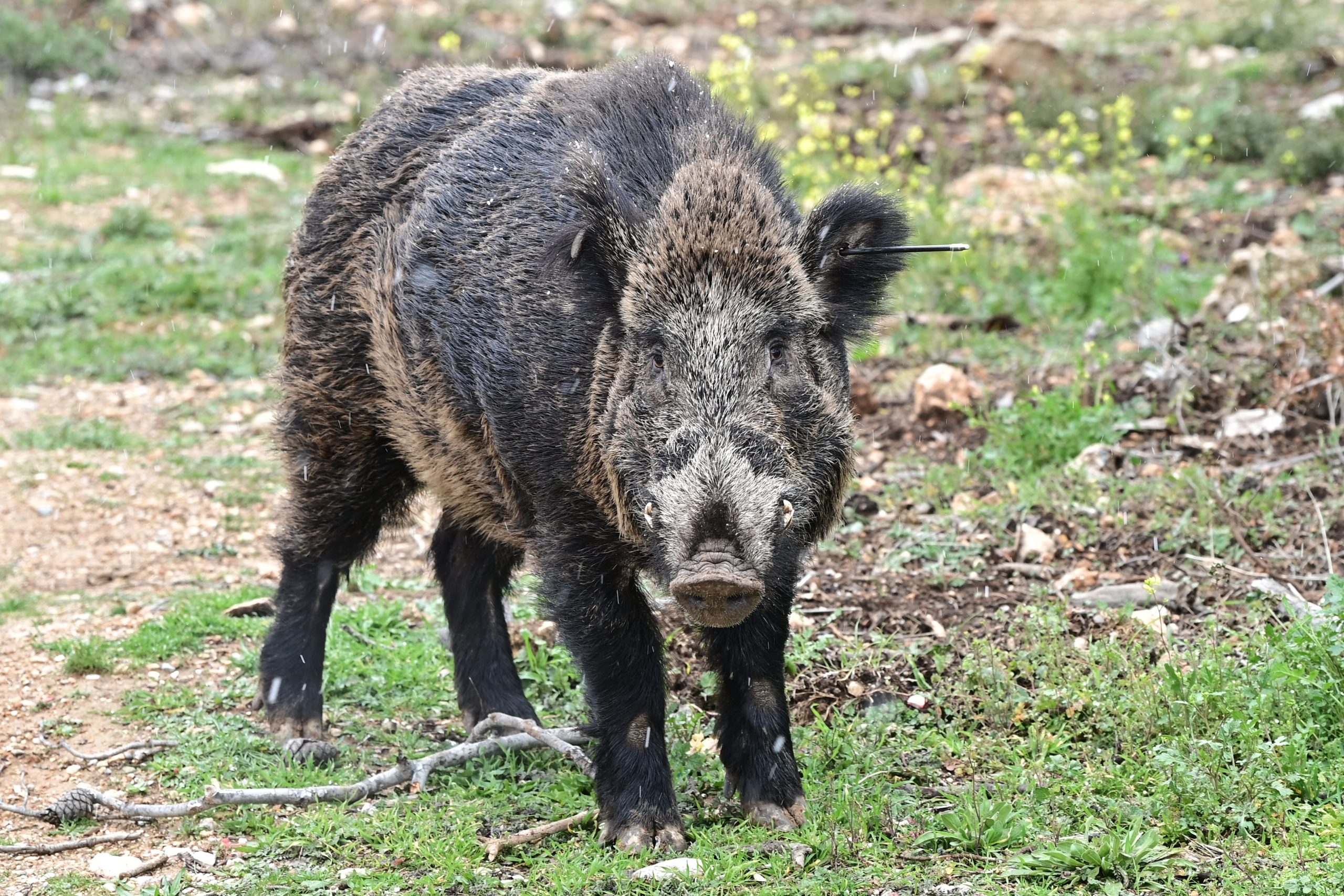&Kappa;&upsilon;&nu;&eta;&gamma;ό&sigmaf; &tau;&rho;&alpha;&upsilon;&mu;&alpha;&tau;ί&sigma;&tau;&eta;&kappa;&epsilon; &alpha;&pi;ό &epsilon;&pi;ί&theta;&epsilon;&sigma;&eta; &alpha;&gamma;&rho;&iota;&omicron;&gamma;&omicron;ύ&rho;&omicron;&upsilon;&nu;&omicron;&upsilon; &sigma;&tau;&eta;&nu; &Kappa;&alpha;&sigma;&tau;&omicron;&rho;&iota;ά