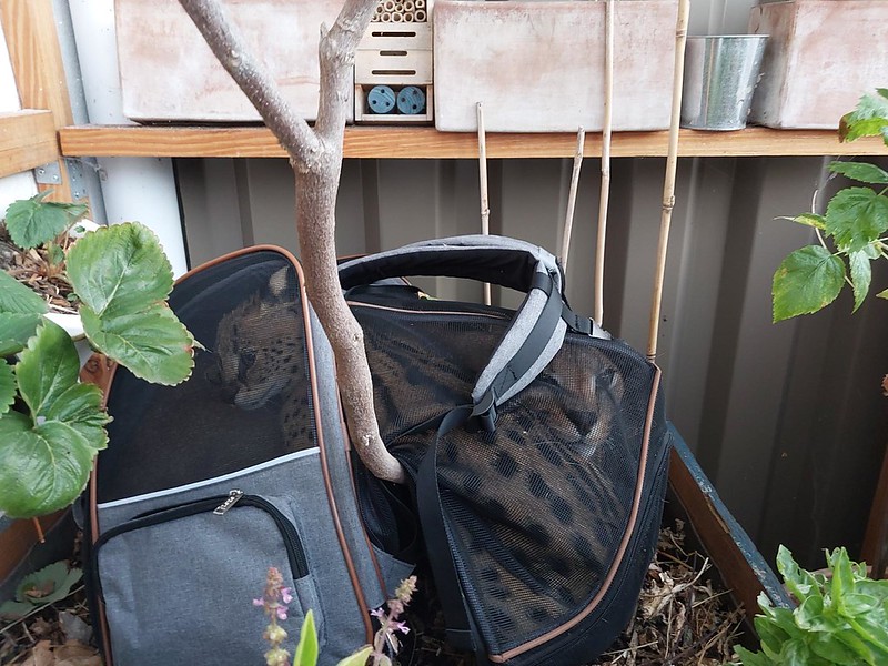 Γαλλία: Τελωνειακοί κατέσχεσαν δύο σπάνια αιλουροειδή – Ο ιδιοκτήτης τους τα πέταξε από το μπαλκόνι