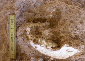 Οστά 773.000 ετών ανατρέπουν το εξελικτικό δέντρο του ανθρώπου και ξαναγράφουν την ιστορία του Homo sapiens