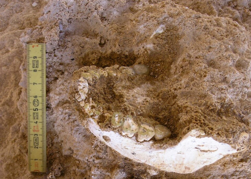 Οστά 773.000 ετών ανατρέπουν το εξελικτικό δέντρο του ανθρώπου και ξαναγράφουν την ιστορία του Homo sapiens