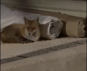 Ανατροπή: Οι πρώτες αλεπούδες πιάνουν στασίδι σε πιλοτές στην Αθήνα – «Σκοτωμός» στα social – «Να τις ταΐζουμε ή όχι;»