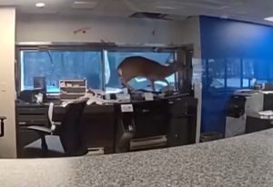 Ελάφι «διέρηξε» τράπεζα στη Νέα Υόρκη σπάζοντας το παράθυρο – Δείτε το βίντεο