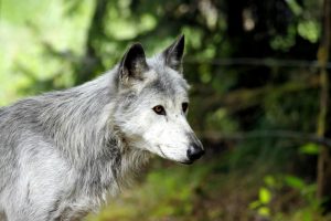 Γκρίζος λύκος: Τι κρύβεται πίσω από την επανεισαγωγή του στο οικοσύστημα