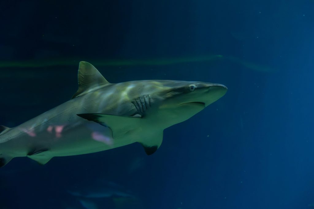 Λουτράκι: Καρχαρίας εθέαθη να κολυμπά  κοντά στην ακτή (βίντεο)