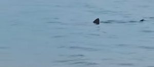 Λουτράκι: Καρχαρίας εθέαθη να κολυμπά  κοντά στην ακτή (βίντεο)
