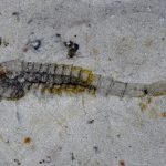 Απίστευτη ανακάλυψη: Το μυστικό της ζωής σε ένα λατομείο της Κίνας – 100 άγνωστα πλάσματα που έζησαν πριν 500 εκατ. χρόνια