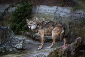 Τροχαίο με λύκο κοντά σε κατοικημένη περιοχή – Το ζώο χτυπήθηκε θανάσιμα καθώς διέσχιζε τον δρόμο