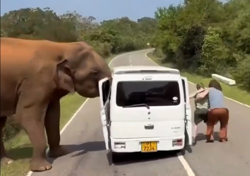 Βίντεο-σοκ: Ελέφαντας επιτίθεται σε αυτοκίνητο τουριστών στην Σρι Λάνκα και το καταστρέφει – «Νομίσαμε ότι θα πεθάνουμε»