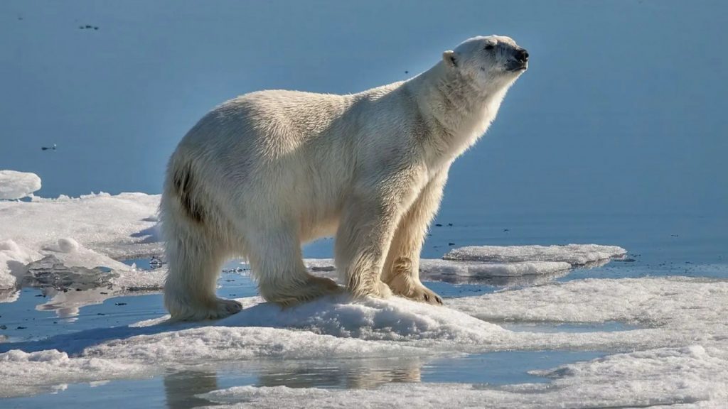 Γροιλανδία: Πολικές αρκούδες πήραν τα όπλα για τον Τραμπ –  To viral βίντεο που σαρώνει το διαδίκτυο