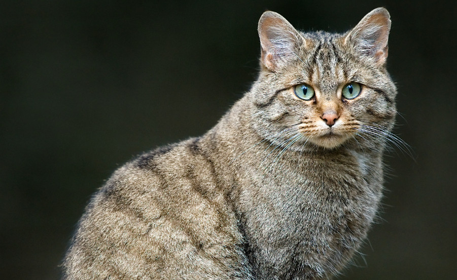 Η «γάτα-φάντασμα» εμφανίζεται ξανά: Η επιστροφή του Felis silvestris