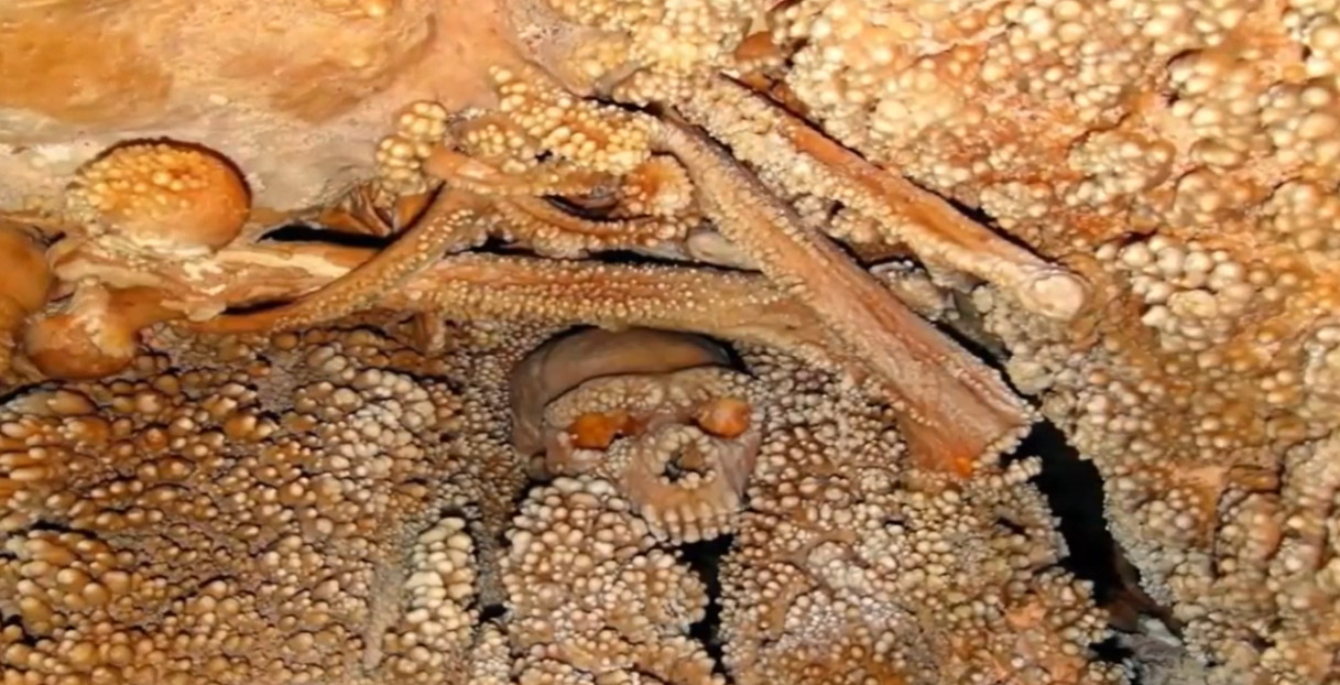 &Tau;&omicron; &sigma;&pi;ή&lambda;&alpha;&iota;&omicron;-&chi;&rho;&omicron;&nu;&omicron;&kappa;ά&psi;&omicron;&upsilon;&lambda;&alpha;: &Eta; &iota;&sigma;&tau;&omicron;&rho;ί&alpha; &tau;&omicron;&upsilon; &Nu;&epsilon;ά&nu;&tau;&epsilon;&rho;&tau;&alpha;&lambda; &pi;&omicron;&upsilon; &delta;&iota;&alpha;&sigma;ώ&theta;&eta;&kappa;&epsilon; &mu;έ&sigma;&alpha; &sigma;&tau;&omicron;&nu; &beta;&rho;ά&chi;&omicron;