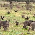 Αγριογούρουνα στη Βραυρώνα: Βίντεο με την απρόσμενη εμφάνιση αγέλης