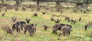 Αγριογούρουνα στη Βραυρώνα: Βίντεο με την απρόσμενη εμφάνιση αγέλης