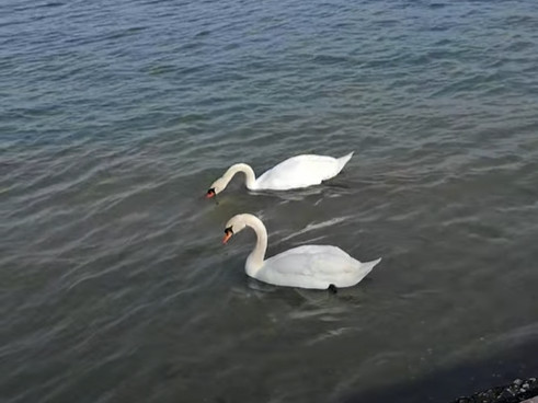 Δύο κύκνοι στα ρηχά της Αρτέμιδας: Βίντεο με την απρόσμενη επίσκεψη μετά την κακοκαιρία