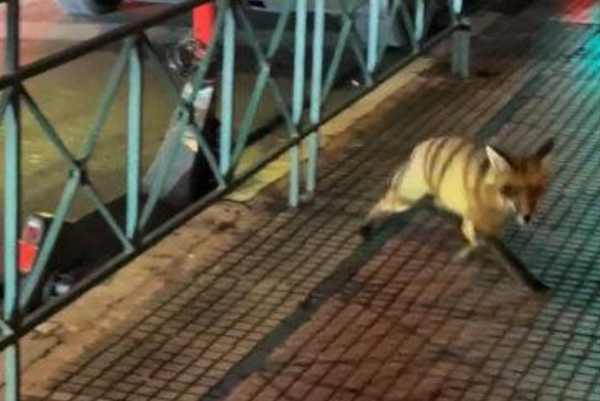 Κολωνάκι by night… με αλεπού! Το απρόσμενο στιγμιότυπο στην Πατριάρχου Ιωακείμ (video)