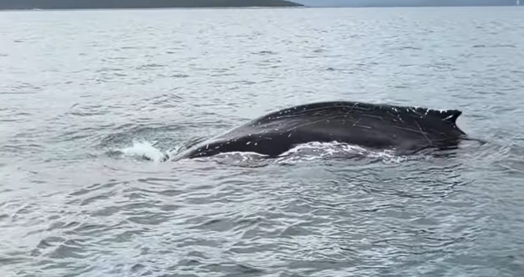 Σπάνια εμφάνιση φάλαινας στον Παγασητικό Κόλπο – Εντυπωσιακό βίντεο