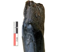 Απίστευτο εύρημα στη Μεγαλόπολη: Τα αρχαιότερα ξύλινα εργαλεία που έχουν βρεθεί ποτέ ηλικίας 430.000 ετών