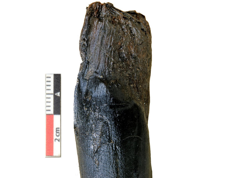 Απίστευτο εύρημα στη Μεγαλόπολη: Τα αρχαιότερα ξύλινα εργαλεία που έχουν βρεθεί ποτέ ηλικίας 430.000 ετών