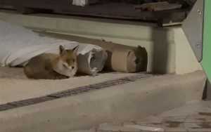 Αλεπού βολτάρει στη Νέα Σμύρνη – Βίντεο με τις περιπέτειές της