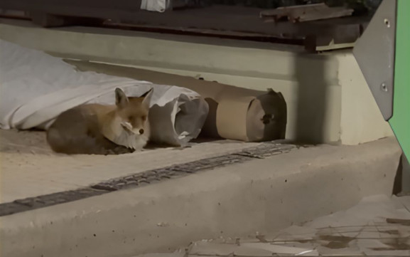 Αλεπού βολτάρει στη Νέα Σμύρνη – Βίντεο με τις περιπέτειές της