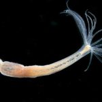 Το ζωικό είδος που νίκησε τον θάνατο και δεν είναι ο άνθρωπος – Ζει για πάντα και οι επιστήμονες ξεκλείδωσαν το μυστικό του