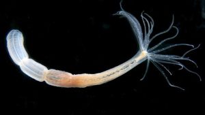 Το ζωικό είδος που νίκησε τον θάνατο και δεν είναι ο άνθρωπος – Ζει για πάντα και οι επιστήμονες ξεκλείδωσαν το μυστικό του