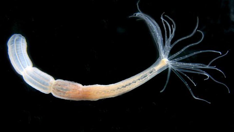 Το ζωικό είδος που νίκησε τον θάνατο και δεν είναι ο άνθρωπος – Ζει για πάντα και οι επιστήμονες ξεκλείδωσαν το μυστικό του