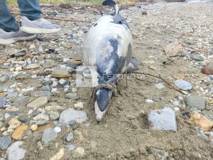 Κτηνωδία στο Βόλο: Νεκρό δελφίνι με δεμένο ρύγχος βρέθηκε σε παραλία