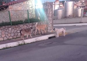 Στο χειρουργείο 7χρονος από τα Δερβενοχώρια μετά από επίθεση αδέσποτων σκυλιών