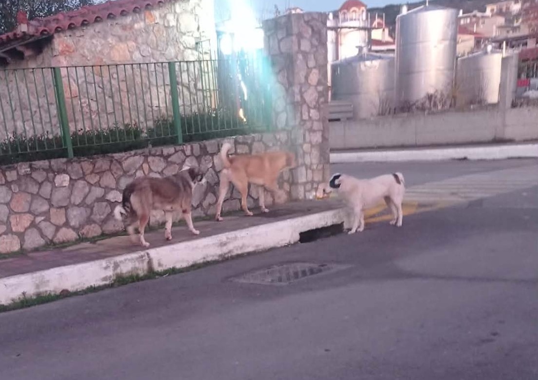 &Sigma;&tau;&omicron; &chi;&epsilon;&iota;&rho;&omicron;&upsilon;&rho;&gamma;&epsilon;ί&omicron; 7&chi;&rho;&omicron;&nu;&omicron;&sigmaf; &alpha;&pi;ό &tau;&alpha; &Delta;&epsilon;&rho;&beta;&epsilon;&nu;&omicron;&chi;ώ&rho;&iota;&alpha; &mu;&epsilon;&tau;ά &alpha;&pi;ό &epsilon;&pi;ί&theta;&epsilon;&sigma;&eta; &alpha;&delta;έ&sigma;&pi;&omicron;&tau;&omega;&nu; &sigma;&kappa;&upsilon;&lambda;&iota;ώ&nu;