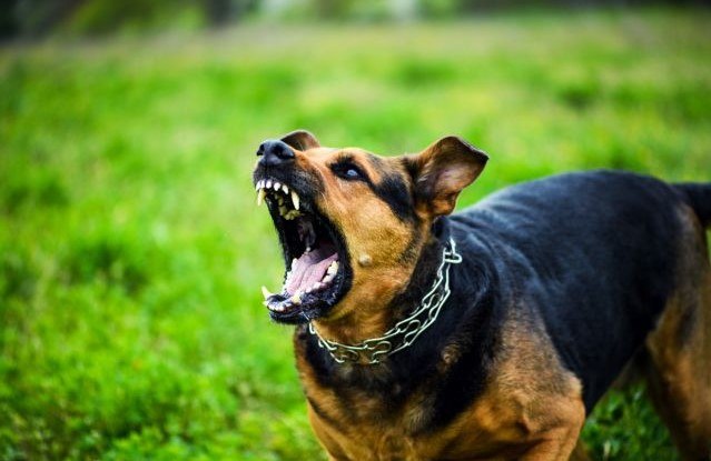 Κατερίνη: Στη ΜΕΘ τουρίστρια μετά από επίθεση αγέλης αδέσποτων σκύλων – Διατάχθηκε έρευνα