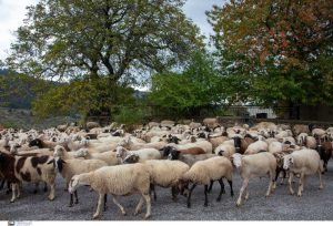 Ευλογιά αιγοπροβάτων: 7 απαντήσεις σε ανακριβείς ισχυρισμούς περί εμβολιασμών από το ΥΠΑΑΤ