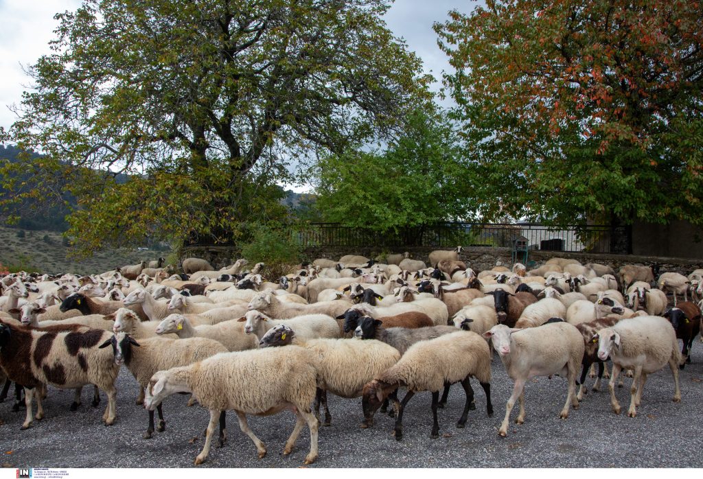 Ευλογιά αιγοπροβάτων: 7 απαντήσεις σε ανακριβείς ισχυρισμούς περί εμβολιασμών από το ΥΠΑΑΤ