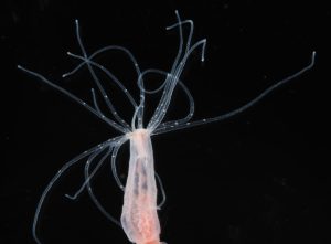 Το μυστικό για αιώνια ζωή: Το ζωικό είδος που ζει για πάντα