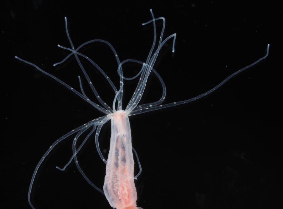 Το μυστικό για αιώνια ζωή: Το ζωικό είδος που ζει για πάντα