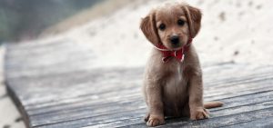 10 tips για να μεγαλώσεις σωστά ένα κουτάβι από την αρχή