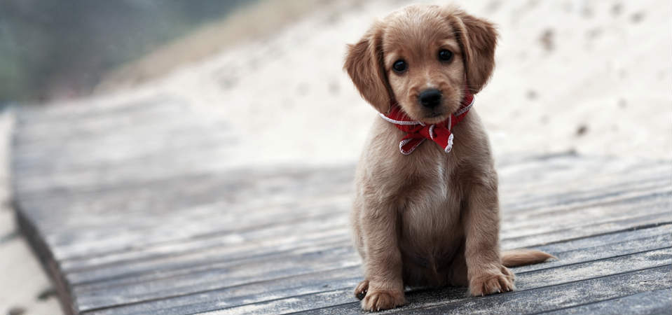 10 tips για να μεγαλώσεις σωστά ένα κουτάβι από την αρχή