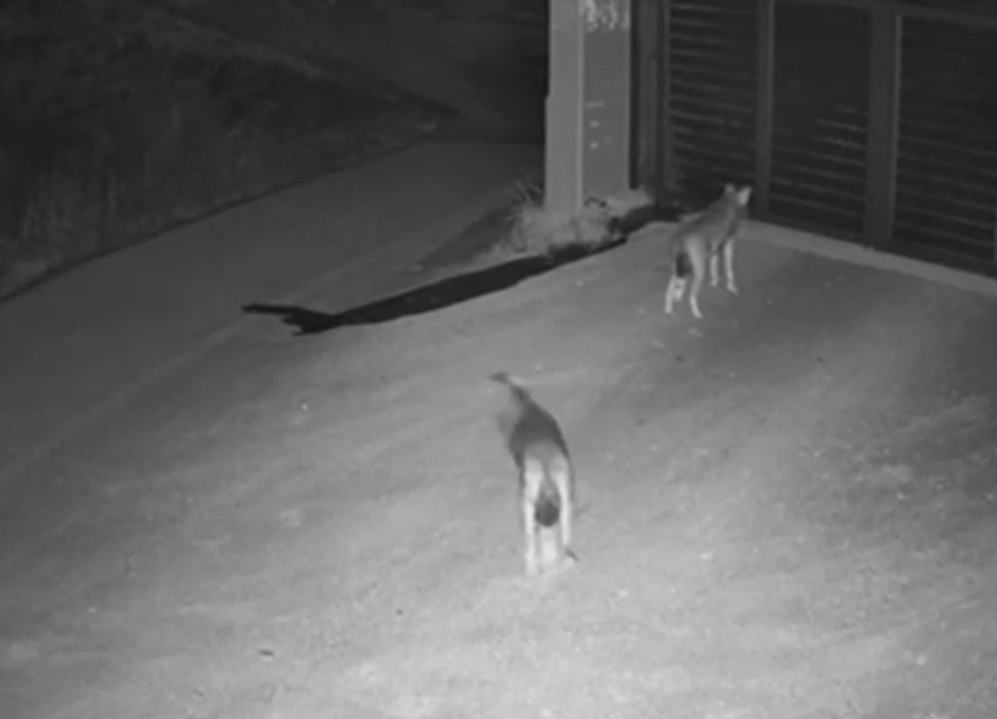 &Alpha;&gamma;έ&lambda;&eta; &lambda;ύ&kappa;&omega;&nu; &epsilon;&mu;&phi;&alpha;&nu;ί&sigma;&tau;&eta;&kappa;&epsilon; &sigma;&tau;&omicron; &Pi;&alpha;&nu;ό&rho;&alpha;&mu;&alpha; &Theta;&epsilon;&sigma;&sigma;&alpha;&lambda;&omicron;&nu;ί&kappa;&eta;&sigmaf;