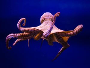 Υλικό σαν το δέρμα του χταποδιού ανέπτυξε το Στάνφορντ – Αλλάζει χρώμα και υφή