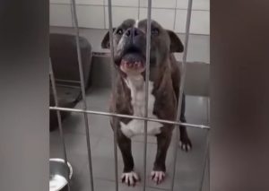 Σε καταφύγιο αδέσποτων προς υιοθεσία δόθηκε το πίτμπουλ που σκότωσε το 2 ετών αγοράκι στη Ζάκυνθο