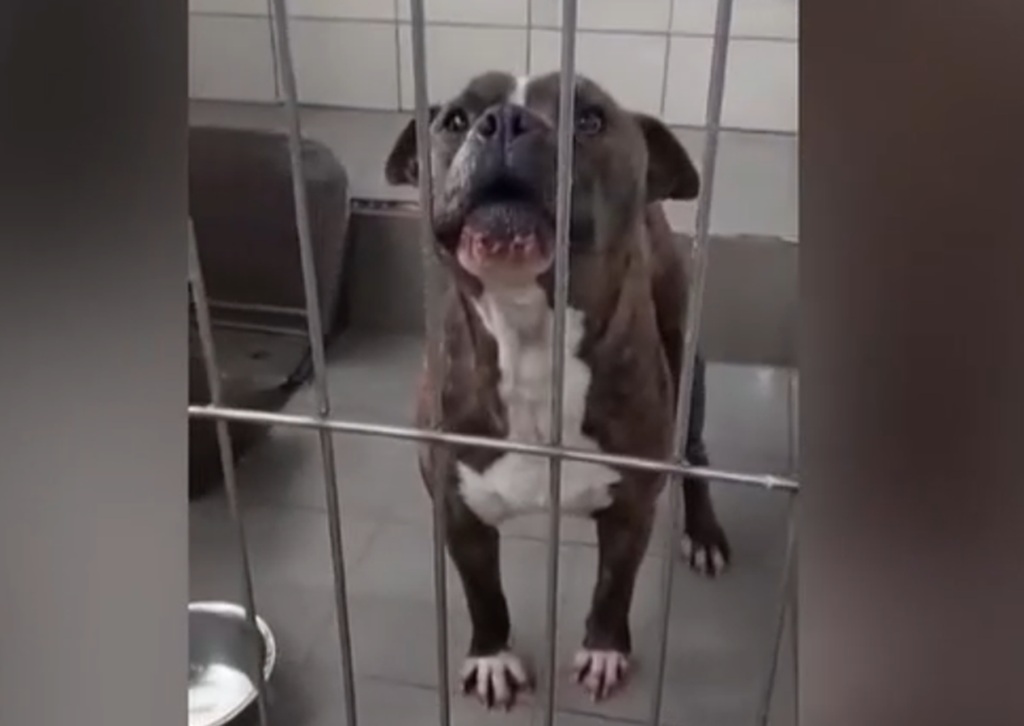 Σε καταφύγιο αδέσποτων προς υιοθεσία δόθηκε το πίτμπουλ που σκότωσε το 2 ετών αγοράκι στη Ζάκυνθο