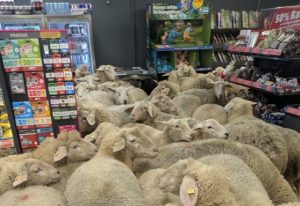 Πρόβατα πήγαν για ψώνια στη Γερμανία – Εισέβαλαν σε σούπερ μάρκετ και έγιναν viral