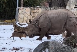 Viral έχει γίνει ένα μικροσκοπικό ελάφι που τα έβαλε με έναν τεράστιο ρινόκερο
