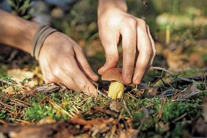 Μύκητες από το υπέδαφος, η διατροφή του μέλλοντος