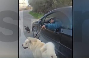 Συνελήφθη 67χρονος για κακοποίηση ζώου – Τραβούσε τον σκύλο του με λουρί ενώ οδηγούσε (video)