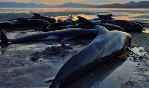 Έξι νεκρές φάλαινες σε απομονωμένη παραλία, 15 αργοπεθαίνουν – Αγώνας δρόμου για τη διάσωσή τους