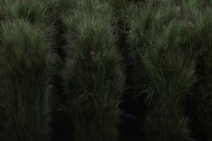 Super Bowl LX: Πόσα χρήματα πήραν οι «θάμνοι» στο halftime show με τον Bad Bunny